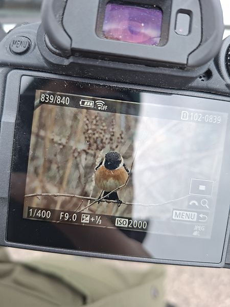 Saltimpalo comune  - Francesco Boscolo Camiletto