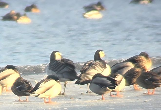 bernikla białolica  - Krzysztof Wawrzyniak