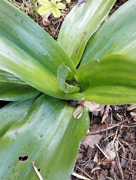 Himantoglossum robertianum  - Gérard Joseph