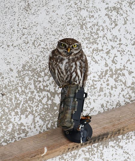 Chevêche d'Athéna  - Paweł Zaniecki