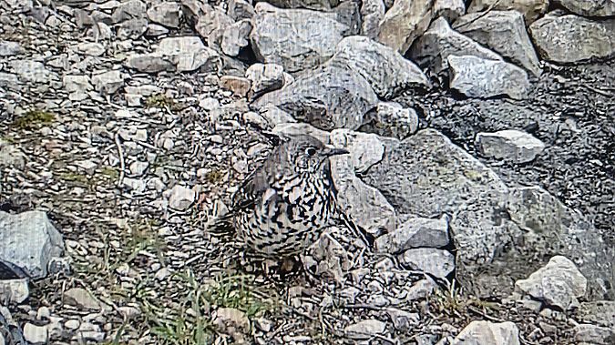 Tordela  - Stefano Sava