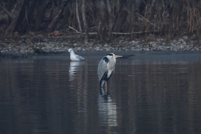 Airone cenerino  - Adelfina Aldrovandi