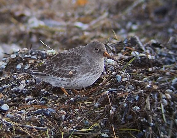 Meerstrandläufer  - Ewa Nalepa