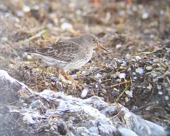 biegus morski  - Ewa Nalepa