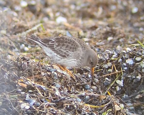 biegus morski  - Ewa Nalepa