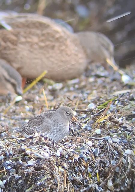 biegus morski  - Ewa Nalepa