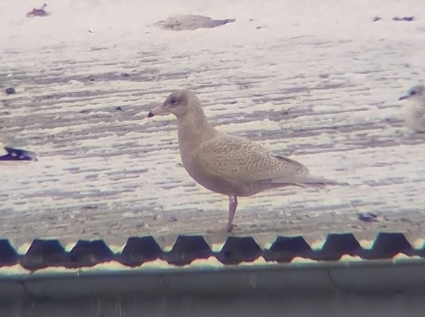 mewa blada  - Ewa Nalepa