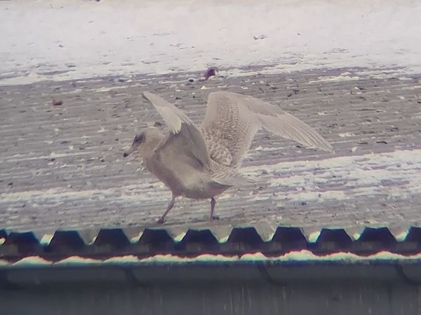 mewa blada  - Ewa Nalepa