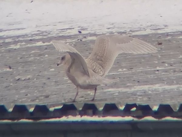 mewa blada  - Ewa Nalepa