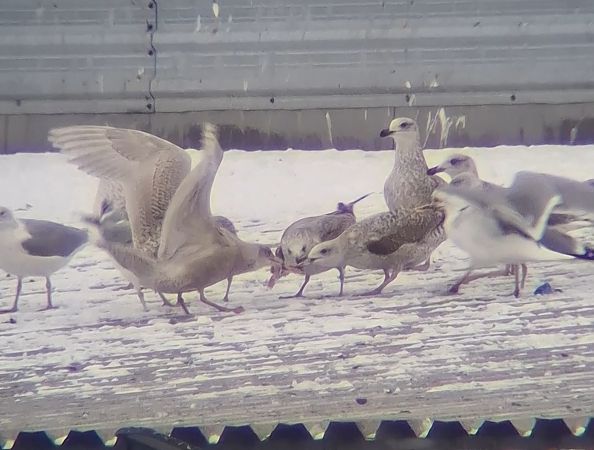 Eismöwe  - Ewa Nalepa