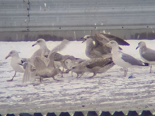 mewa blada  - Ewa Nalepa