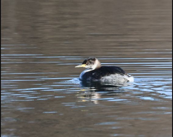 Grèbe jougris  - Robert Berger