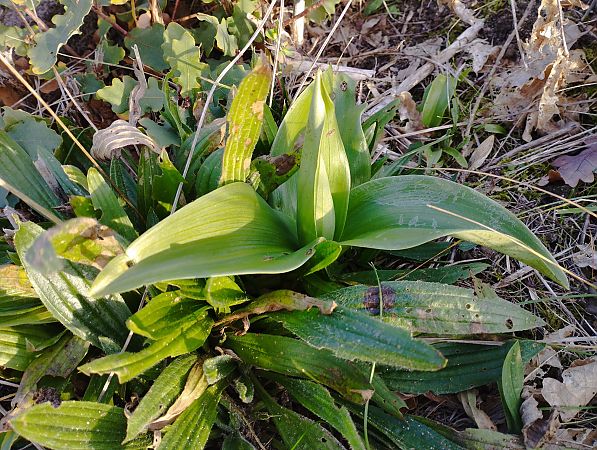 Himantoglossum robertianum  - Gérard Joseph