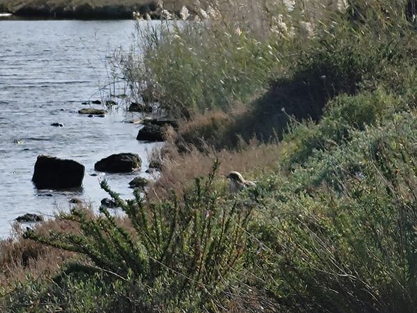 Aquila minore  - Danilo Graffeo