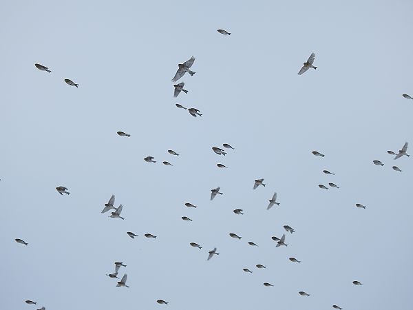 rzepołuch  - Michał Kowalczuk