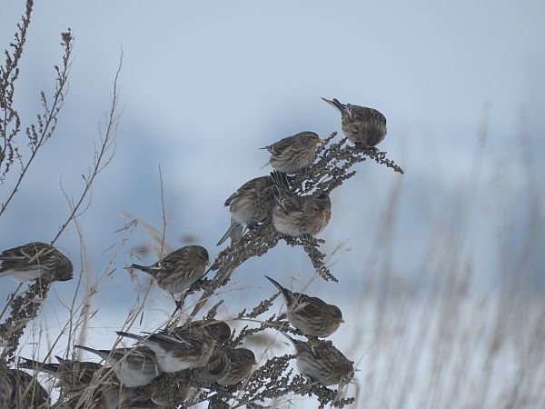 rzepołuch  - Michał Kowalczuk