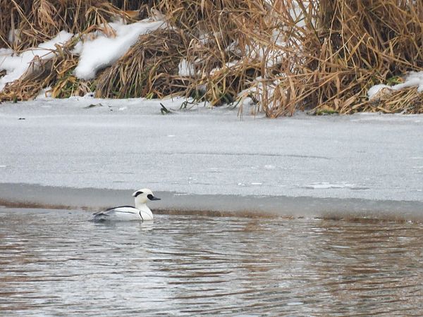 Harle piette  - Natalia Gorczowska