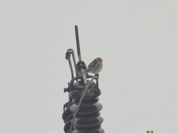 rzepołuch  - Kacper Mikulski