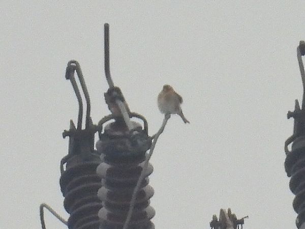 Berghänfling  - Kacper Mikulski