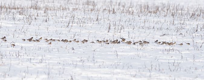 Berghänfling  - Monika Żochowska