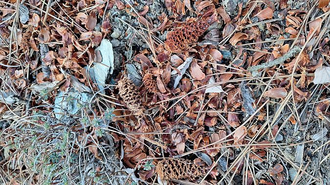 Eichhörnchen  - Renato Cottalasso