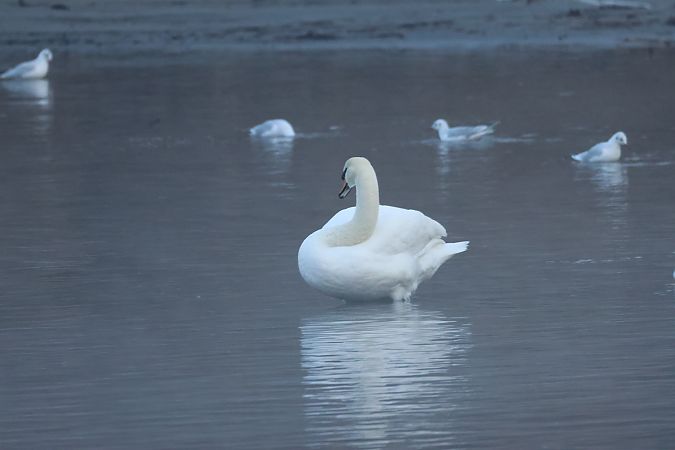 Cigno reale  - Adelfina Aldrovandi