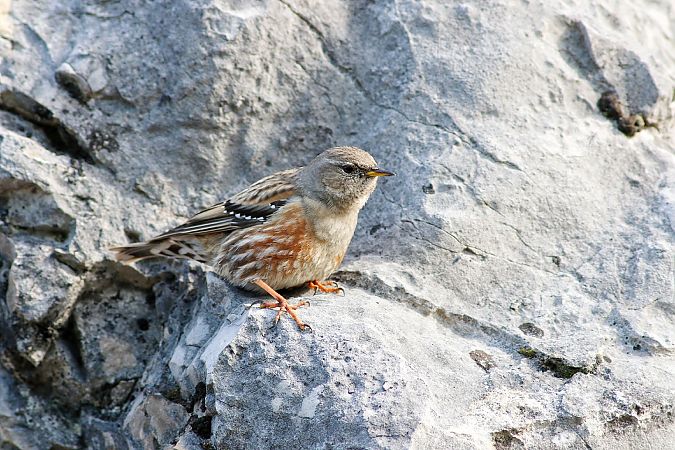 Accenteur alpin  - Stefano Sava
