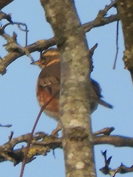 Tordo sassello  - Massimo Tassinari