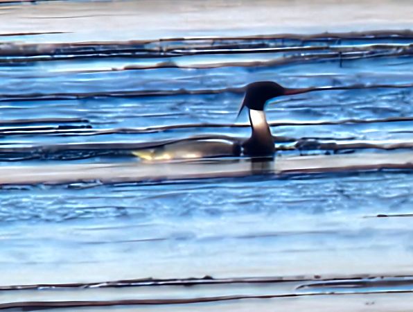 szlachar  - Anna Kaniewska-Skoczylas