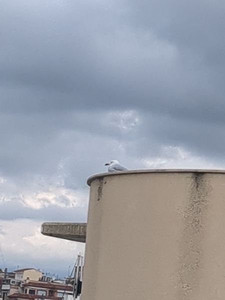 Gavina corsa  - Lídia Pérez Requena