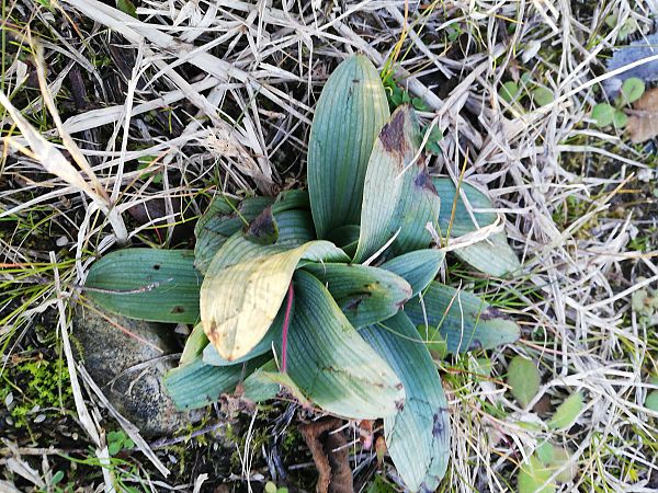 Ophrys apifera  - Laurent Fourneret