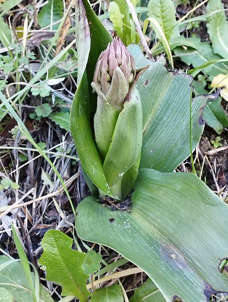 Himantoglossum robertianum  - Gérard Joseph