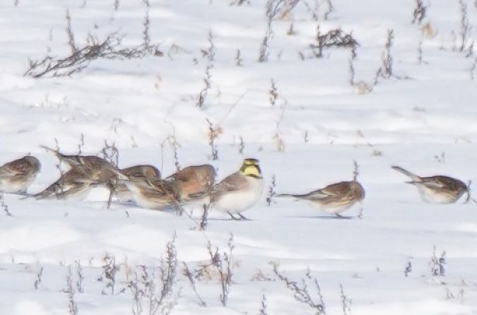 Ohrenlerche  - Monika Żochowska