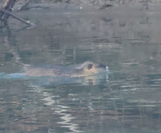 Nutria  - Adelfina Aldrovandi