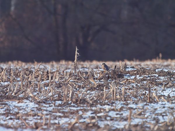 drzemlik  - Rafał Piernikarczyk