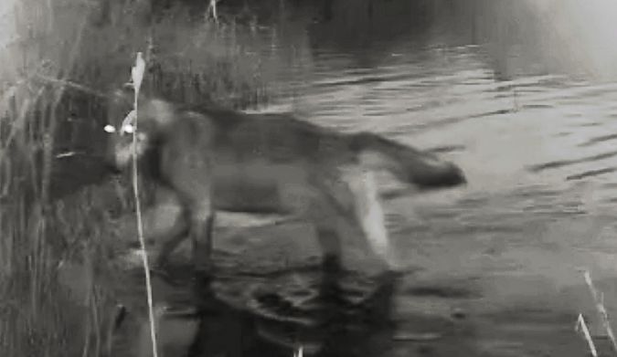 Lupo  - Giuseppe Di Lieto