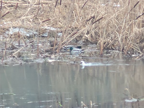 bielaczek  - Tomasz Knioła