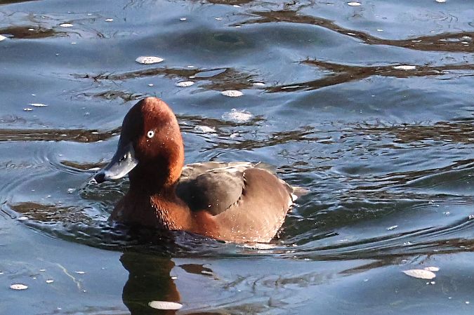 Fuligule nyroca  - Andrea Reischer