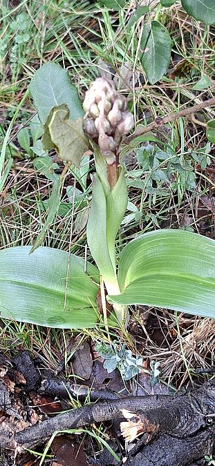Himantoglossum robertianum 