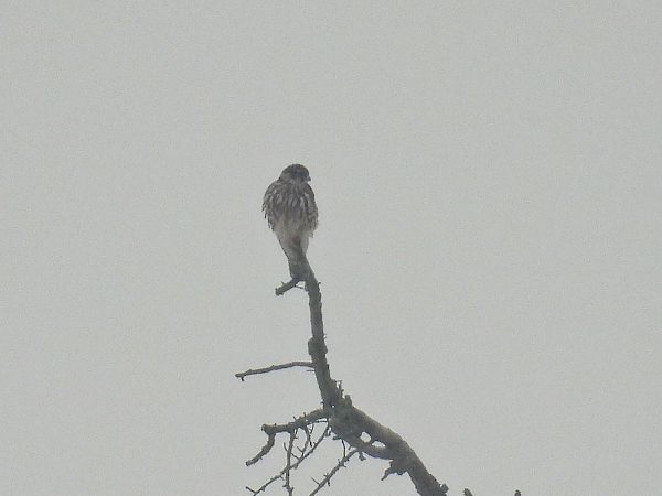 drzemlik  - Kacper Mikulski