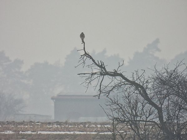 Merlin  - Kacper Mikulski