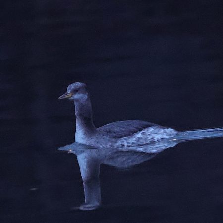 Grèbe jougris  - Chris Zlatar