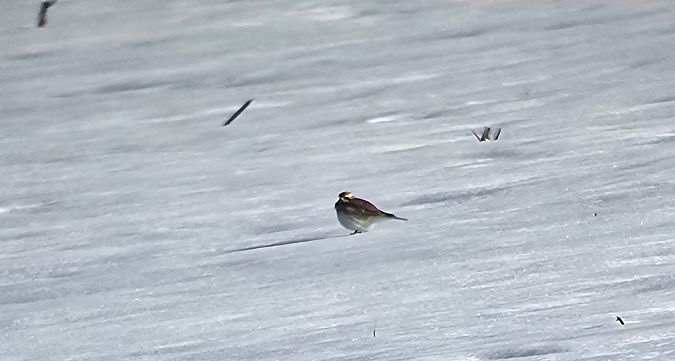 Ohrenlerche  - Filip Wojciechowski