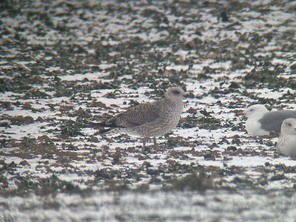 Goéland argenté  - Florian Billinger