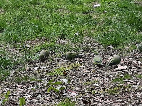 Parrocchetto monaco  - Bassano Riboni