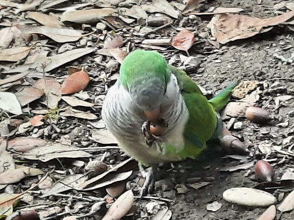 Mönchssittich  - Bassano Riboni