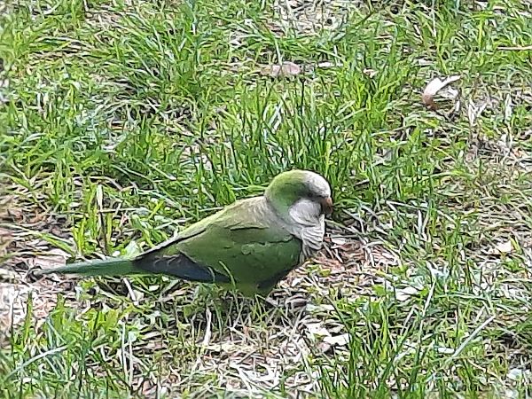 Parrocchetto monaco  - Bassano Riboni