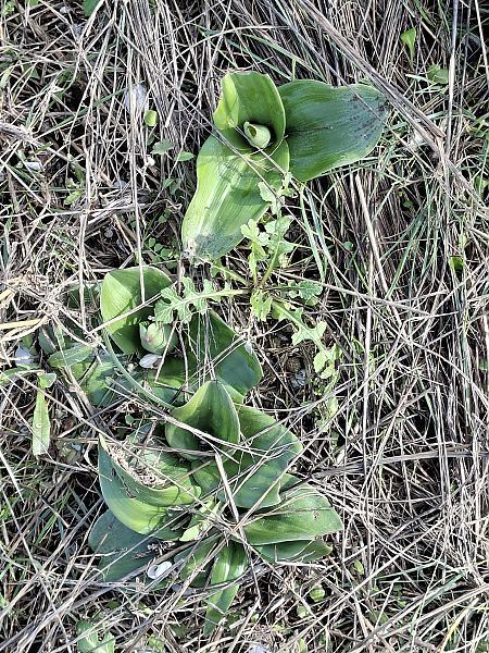 Himantoglossum robertianum 