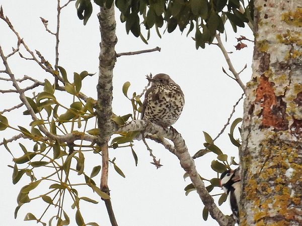 paszkot  - Kacper Mikulski