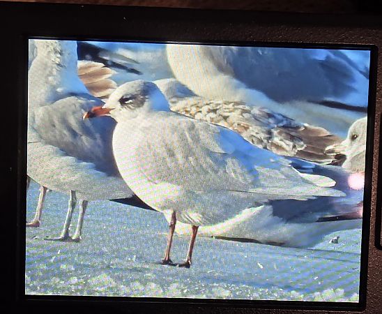 Schwarzkopfmöwe  - Robert Locman